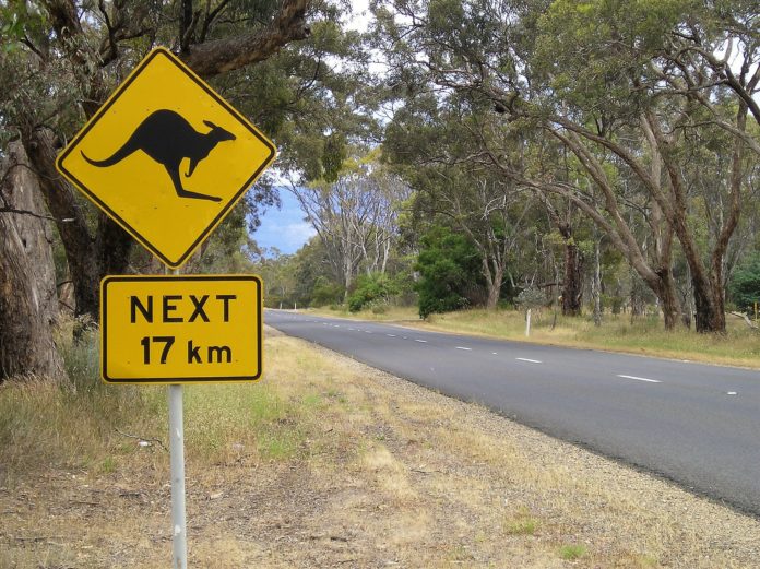 A road sign shows a Kangaroo hopping. Road signs like this are common in Australia's state of Victoria.