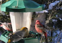 Romantic getaways in the woods are extra magical in winter