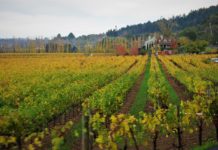 Sonoma Valley: Cycling around California’s wine country