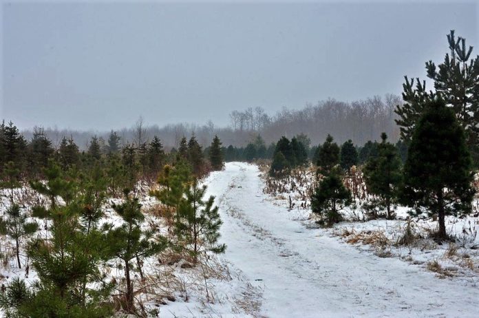 A snowy trail winds through a wintry forest filled with Christmas trees. One of the Manitoba Christmas tree farms, where trees are ready to be cut down and enjoyed for the holidays.